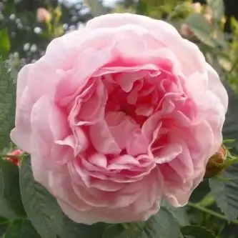 150-250 cm - Trandafiri - Maiden's Blush - 
